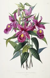Sobralia Macrantha, ca. 1837-43