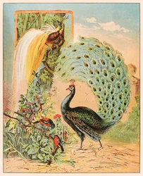 Ein Pfau unter anderen exotischen Vögeln in der Voliere des Barnum & Bailey Circus, aus P. T. Barnums 1888 veröffentlichter Menagerie, Illustration von Sarah J. Burke.