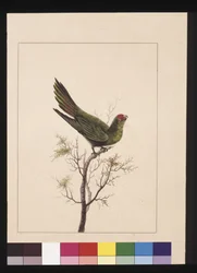 Seite 18. Kleiner Paraquet. Jetzt bekannt als ein Kleiner Lori, ca. 1789-90