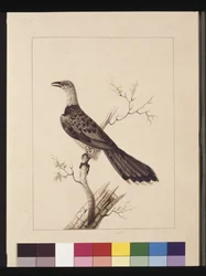 Seite 1. Anomalous Hornbill: Signiert l.c. Sarah Smith. Jetzt bekannt als Channel-billed Cuckoo, ca. 1789-90