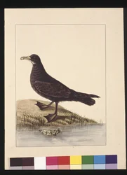 Seite 24. Fuliginous Peteril. Jetzt bekannt als Weißkinn-Sturmvogel, ca. 1789-90