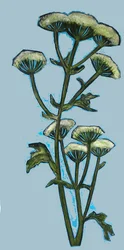 Bärenklau