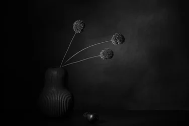 Dunkle florale Stille