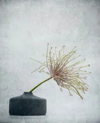 Zartes botanisches Stillleben