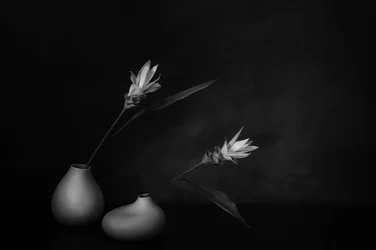 Monochrome Blumenruhe