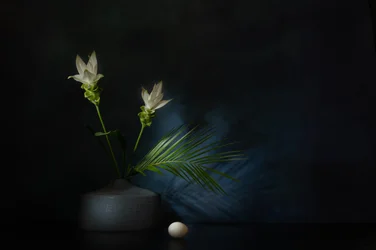 Dunkles Stillleben mit weißen Blumen