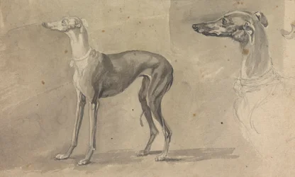 Ein Windhund