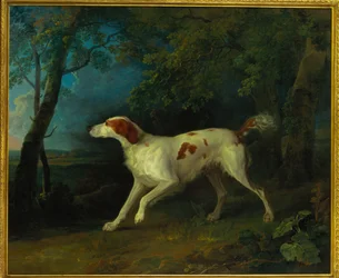 Ein braun-weißer Setter in einer bewaldeten Landschaft