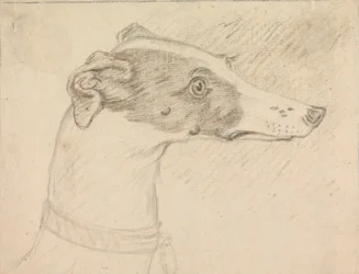 Kopfporträt eines Windhunds