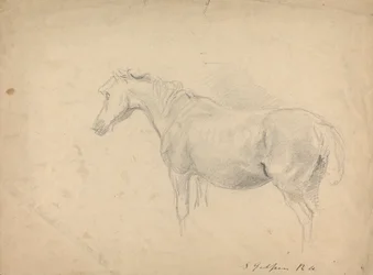 Skizze eines Pferdes