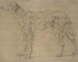 Jagdhund