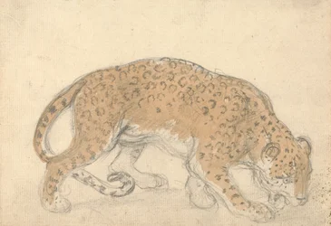 Studie eines Leoparden