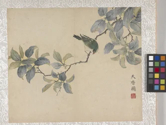 8-Blatt-Album von Blumen, Mitte 1700er