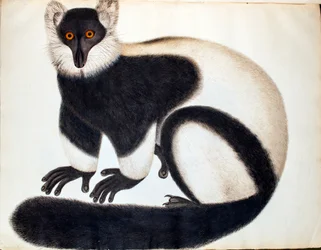 Schwarzweißer Vari, aus „Tiere in der Reeves-Sammlung“, Zeichnungen aus China, ca. 1829-31