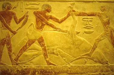 Altes Ägypten, Wandmalerei, Mastaba/Grab des Idout, Saqqara, 2323-2150 v. Chr., Stier für Opfer geschlachtet