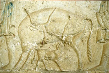 Altes Ägypten, Wandrelief/-malerei, Grab des Petosiris, Tuna Gabel, Tuna el Gebel, 300 v. Chr., Ein Kalb versucht zu säugen