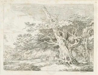 Needwood - Eiche: Radierung