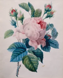 Eine Rose