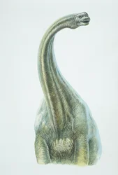 Brontosaurus, Jura-Periode