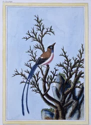 Vogel - Japanischer Druck