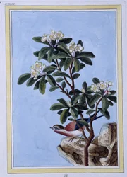 Vogel - Japanischer Druck