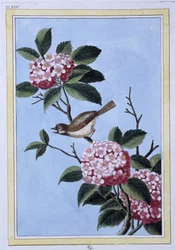 Vogel (japanischer Druck)