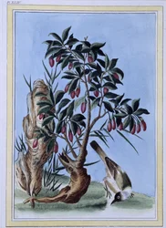 Vogel (japanischer Druck)