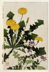 Löwenzahnblüten - Japanischer Druck