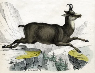 Antiker Druck eines Gämse