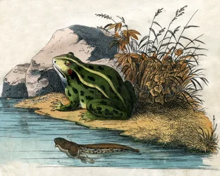 Antiker Druck eines Teichfroschs und einer Kaulquappe