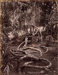 Eine Kletterpflanze in den Peradeniya-Gärten, Ceylon, um 1880