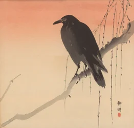 Schwarze Krähe auf einem Weidenzweig