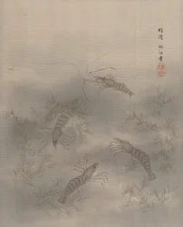 Shrimp Ebi