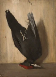 Schwarzspecht
