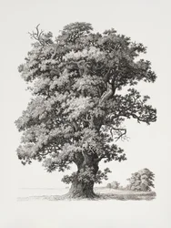 Baumstudien Nach der Natur in Bezug auf Landschaftszeichnung