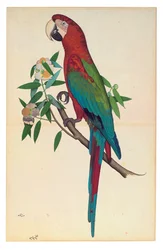 Ein Grünflügelara, ca. 1780