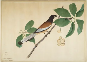 Rötelbaumelster und Raupe auf einem Zweig, Blatt aus einer von Lady Impey in Auftrag gegebenen Serie, 1777