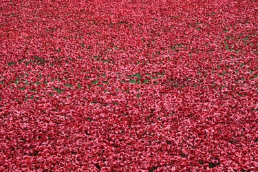 Blutüberströmte Länder und Meere aus Rot, Tower of London