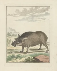 Afrikanisches Buschschwein