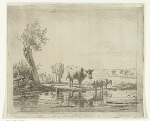 Weidelandschaft mit Kühen am Wasser