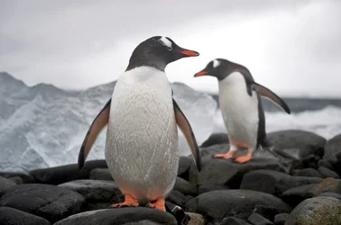 Zwei Eselspinguine, Pygoscelis papua, an einer felsigen Küste. Antarktis, 2022 (Foto)