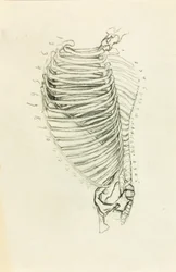 Anatomie
