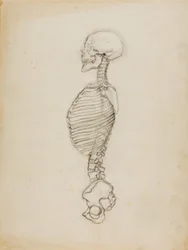 Anatomie