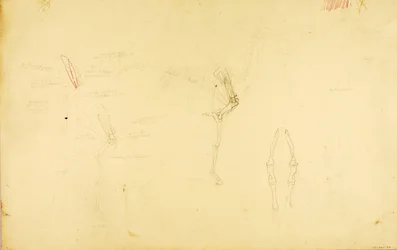 Pferdeanatomie