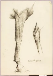 Pferdestudie