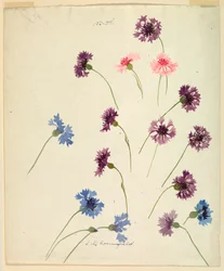 Studie: Kornblumen, Ende des 19. Jahrhunderts