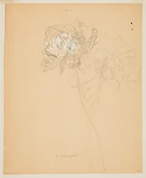 Studie von Pfingstrosen