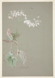 Studie einer rosa Begonie