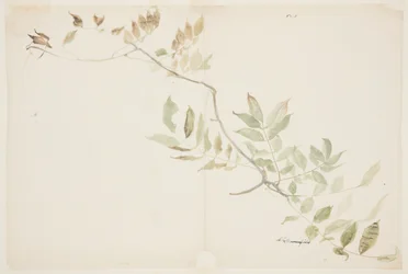 Studie von Wisteria-Blättern