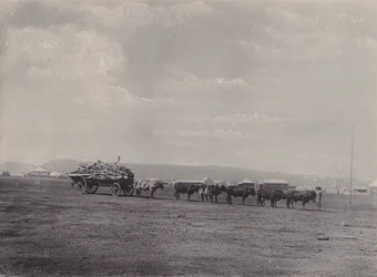 Ein Ochsenkarren (s/w Foto)